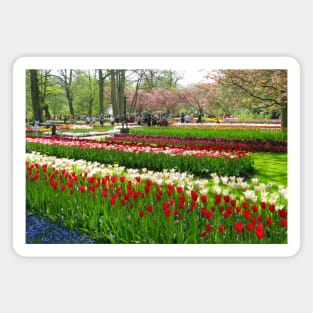 Keukenhof Tulip Festival, Holland Magnet